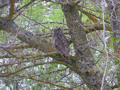 Great horned owl perched on a tree branch.